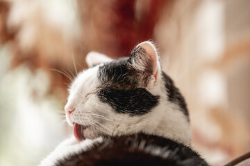 Beautiful black and white cat feline washing preening itself tong hair inside home cozy