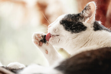 Beautiful black and white cat feline washing preening itself tong hair inside home cozy