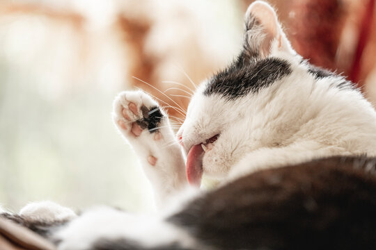 Beautiful black and white cat feline washing preening itself tong hair inside home cozy