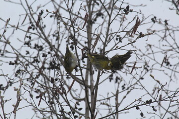 siskin bird pecking alder cones in mid-May during snowfall