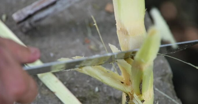 Fresh Sugar Cane Juice. Sari Tebu or Sugar cane juice or garapa is the liquid extracted from sugar cane in milling process. Typical drink from Brazil. organic and natural. Small Business. 4K video