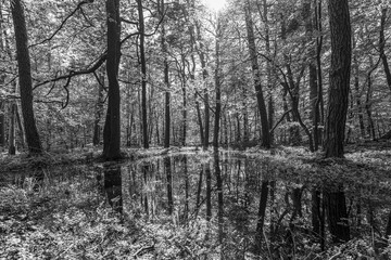 Schwarz-weiße Fotografie,Wald