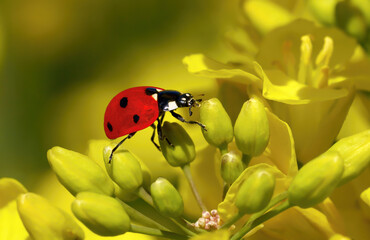 Siebenpunkt Marienkäfer (Coccinella septempunctata) in Seitenansicht auf den Knospen einer Rapsblüte (Brassica napus)