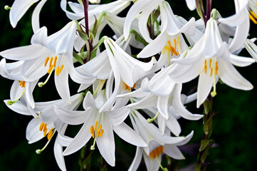 Blooming lily flower