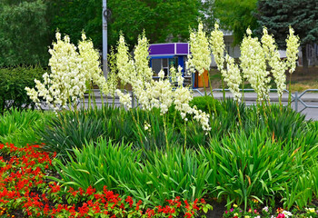 Yucca Rock Lily flowers