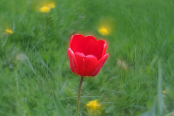 Obraz premium blooming red tulip flower on green grass background