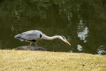 Grey Heron (Ardea cinerea), Shinjuku Gyoen National Gardens