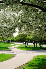 Sidewalk winding through campus of Central Michigan University