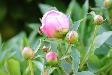 Geschlossene Pfingstrose 