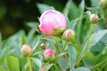 Fototapete Pfingstrosen Geschlossene Pfingstrose   © Ivonne Berz
