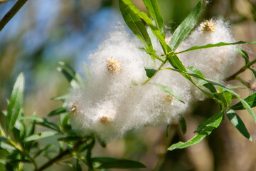 fluffy seed of a willow