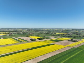 Kwitnący wiosną rzepak podczas bezchmurnego i słonecznego dnia, żółty kwitnący rzepak,...