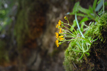 Cluster of small yellow flowers growing with moss on the side of a rock