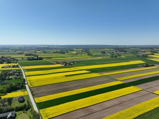 Kwitnący wiosną rzepak podczas bezchmurnego i słonecznego dnia, żółty kwitnący rzepak, rzepak, kwiat rzepaku, pola rzepaku wiosną, kwitnący rzepak na polach uprawnych wiosną