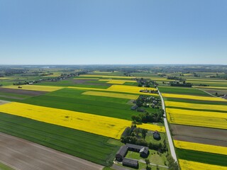 Kwitnący wiosną rzepak podczas bezchmurnego i słonecznego dnia, żółty kwitnący rzepak,...