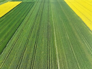 Kwitnący wiosną rzepak podczas bezchmurnego i słonecznego dnia, żółty kwitnący rzepak, rzepak, kwiat rzepaku, pola rzepaku wiosną, kwitnący rzepak na polach uprawnych wiosną
