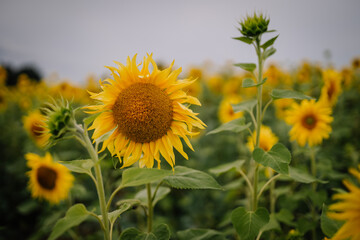 Fototapeta premium Valmiera, Latvia - August 25, 2023 - A vibrant sunflower prominently stands out in a field of blooming sunflowers under a cloudy sky...