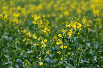 Blooming rapeseed (Brassica napus).Agricultural field with rapeseed plants. Oilseed, canola, colza.Macro shot on flowers. Closeup.