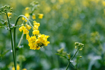Fototapeta premium Blooming rapeseed (Brassica napus).Agricultural field with rapeseed plants. Oilseed, canola, colza.Macro shot on flowers. Closeup.