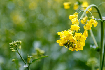Blooming rapeseed (Brassica napus).Agricultural field with rapeseed plants. Oilseed, canola, colza.Macro shot on flowers. Closeup.