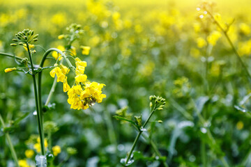 Blooming rapeseed (Brassica napus).Agricultural field with rapeseed plants. Oilseed, canola, colza.Macro shot on flowers. Closeup.