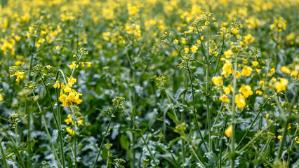 Obraz premium Blooming rapeseed (Brassica napus).Agricultural field with rapeseed plants. Oilseed, canola, colza.Macro shot on flowers. Closeup.