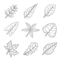 Fototapeta premium Leaves collection