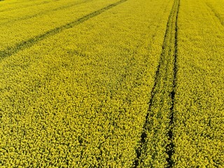 Kwitnący wiosną rzepak podczas bezchmurnego i słonecznego dnia, żółty kwitnący rzepak, rzepak, kwiat rzepaku, pola rzepaku wiosną, kwitnący rzepak na polach uprawnych wiosną
