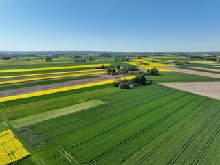 Kwitnący wiosną rzepak podczas bezchmurnego i słonecznego dnia, ż&oacute;łty kwitnący rzepak, rzepak, kwiat rzepaku, pola rzepaku wiosną, kwitnący rzepak na polach uprawnych wiosną
