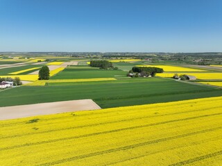 Kwitnący wiosną rzepak podczas bezchmurnego i słonecznego dnia, ż&oacute;łty kwitnący rzepak, rzepak, kwiat rzepaku, pola rzepaku wiosną, kwitnący rzepak na polach uprawnych wiosną

