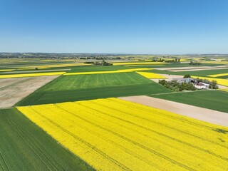 Kwitnący wiosną rzepak podczas bezchmurnego i słonecznego dnia, ż&oacute;łty kwitnący rzepak, rzepak, kwiat rzepaku, pola rzepaku wiosną, kwitnący rzepak na polach uprawnych wiosną
