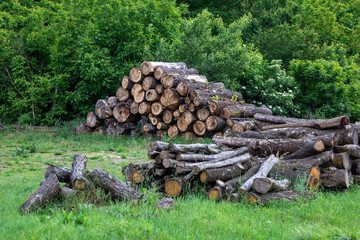 Fire woods at edge of forest