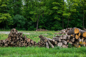 Fire woods at edge of forest