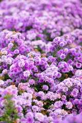 background of beautifully arranged flower and bright colors is backdrop for flower in beautifully arranged garden at flower festival. Beautiful colorful background with Copy Space for inserting text.