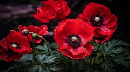 Obraz premium Vibrant Red Poppies With Lush Green Leaves on a Dramatic Dark Background