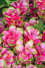 Fototapeta premium background of beautifully arranged flower and bright colors is backdrop for flower in beautifully arranged garden at flower festival. Beautiful colorful background with Copy Space for inserting text.