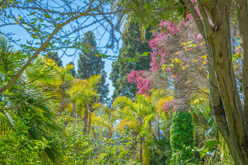 Fototapeta premium Arbres méditerranéens dans un jardin botanique.