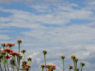 Floral bliss beneath the sky