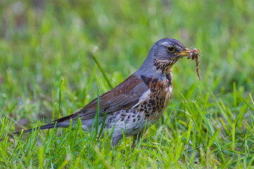 Bird Turdus pilaris aka fieldfare is searching for food in the grass. Beak full of worms.