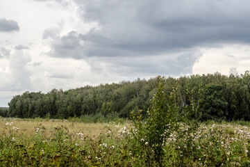 Summer landscape with meadow and forest under cloudy sky, Russia.