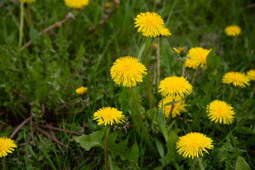 yellow field of dandelions on a cloudy day in spring