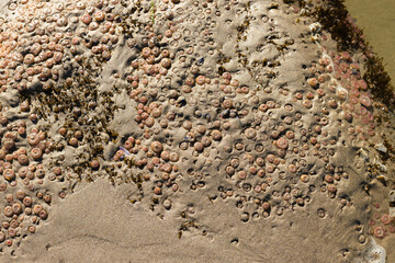 Hundreds of tiny sea anemones in the sand at low tide on a beach in Yachats, Oregon.