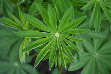 Close-up of the texture of coloured leaves, a fragment of a hedge, a hedge made of leaves 