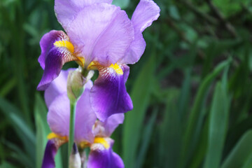 floral background, beautiful iris flowers growing in the garden