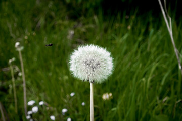 Dandelion L&ouml;wenzahn Pusteblume