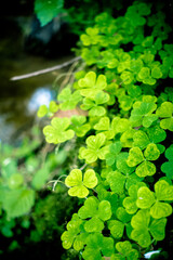 Kleeblatt Wiese im Wald