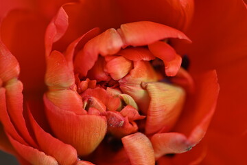 red texture of tulip flower as background, macro tulip flower top view