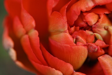 red texture of tulip flower as background, macro tulip flower top view