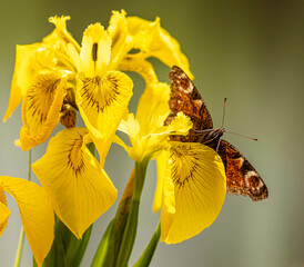 Butterfly on yellow flowers in sunshine