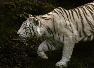 White Tiger stalking stealthily.